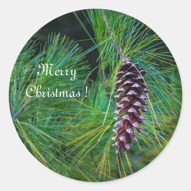 PIne Cone  Classic Round Sticker (Front)