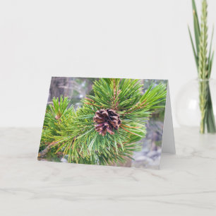 Pine Cone from Lodgepole Pine Note Card
