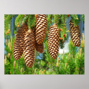 Pine Cone Golden Brown Fine Art Photography Prints