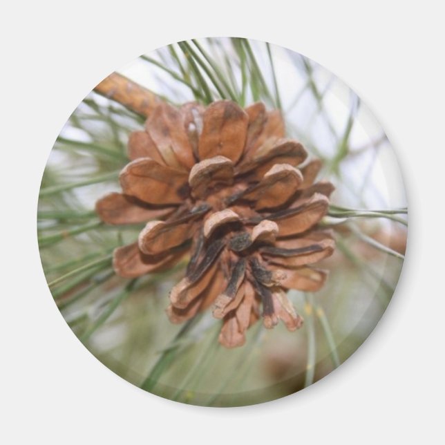 Pine Cone Magnet (Front)