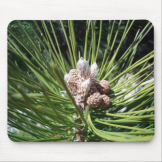 Pine Cone Nuts Mouse Mat