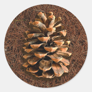 Pine Cone On Fallen Needles Classic Round Sticker