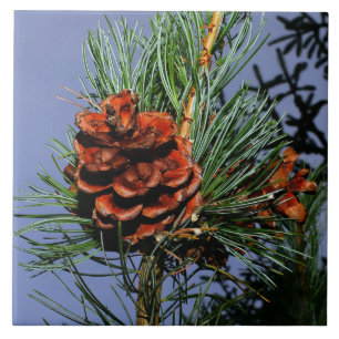 Pine Cone on Pine Branch Tile