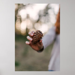 Pine cone outdoors cone tree wood poster