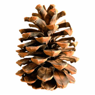 Pine Cone Photo Sculpture Magnet