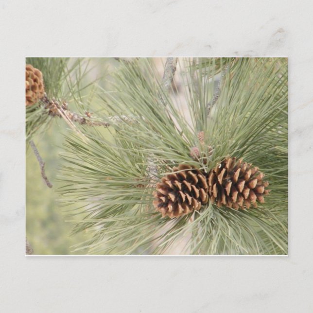 Pine cone postcard (Front)