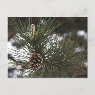 Pine cone postcard