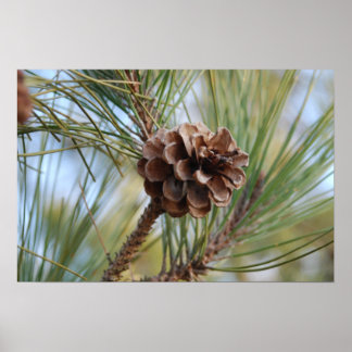 Pine Cone Poster