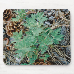 Pine Cones and Fern Mousepad