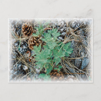 Pine Cones and Fern Postcard