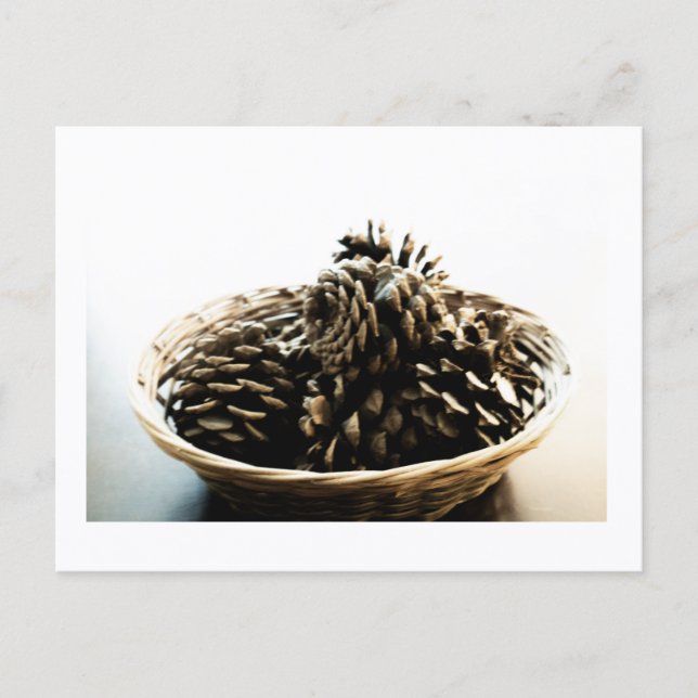 Pine Cones in a Pile Postcard Print by JH Thornton (Front)