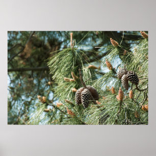 Pine cones on a tree poster