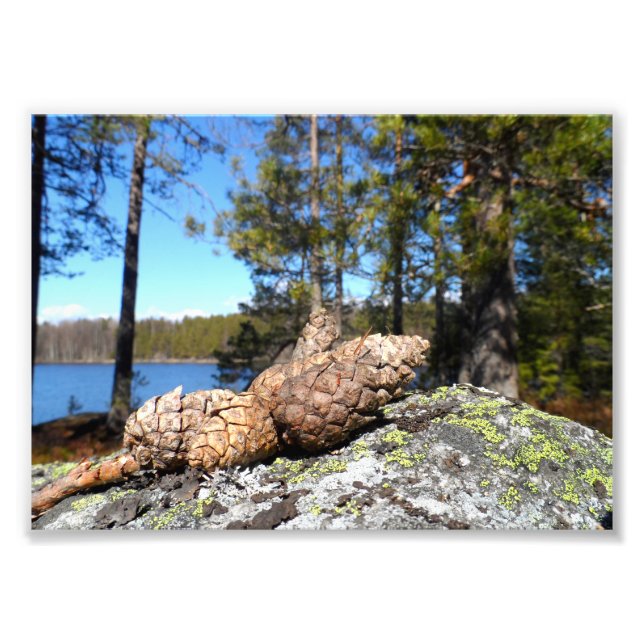 Pine Cones Photo Print (Front)