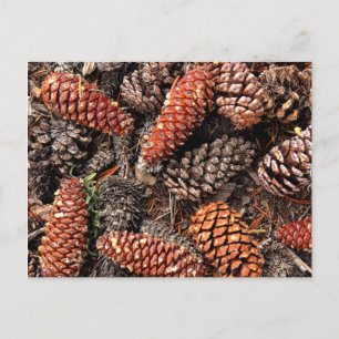 Pine Cones Postcard
