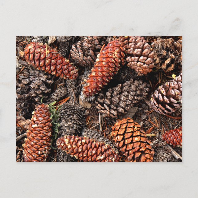 Pine Cones Postcard (Front)