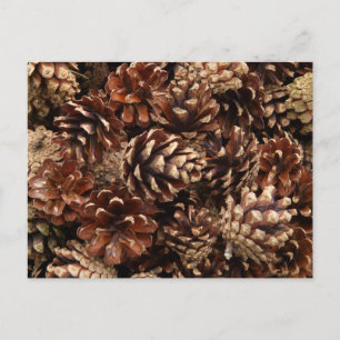 Pine Cones Postcard