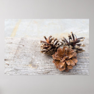 Pine cones poster