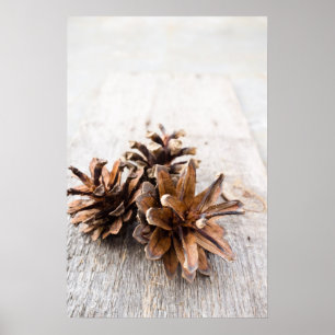 Pine cones poster