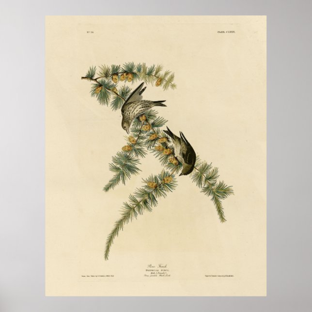 Pine Finch (Pine Siskin), Audubon Birds of America Poster (Front)