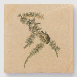 Pine Finch (Pine Siskin), Audubon Birds of America Stone Coaster