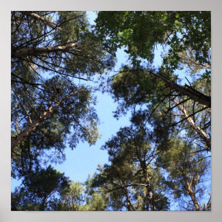 Pine forest canopy poster
