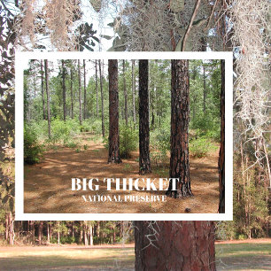 Pine Forest Clearing Big Thicket National Preserve Postcard