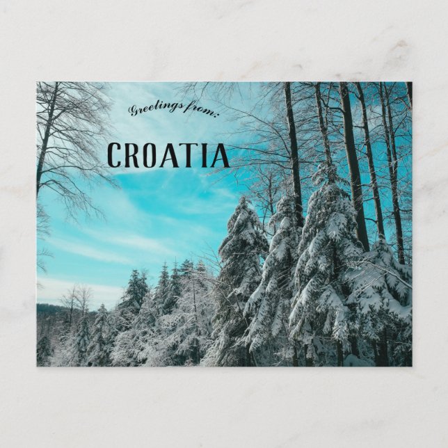 Pine Forest Covered In Snow Platak Croatia Postcard (Front)