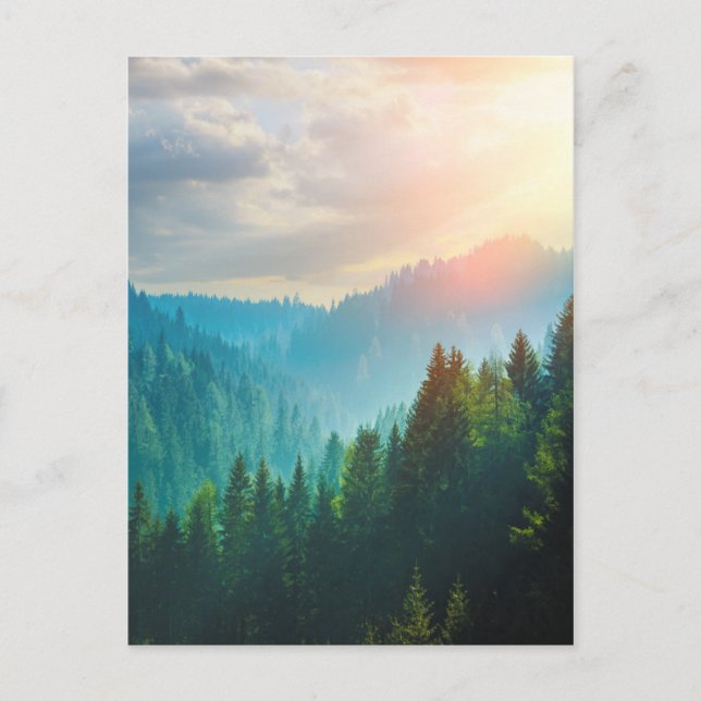 Pine Forest in the Dolomites, Italy Postcard (Front)