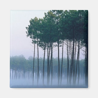 Pine Forest Landes, France Magnet
