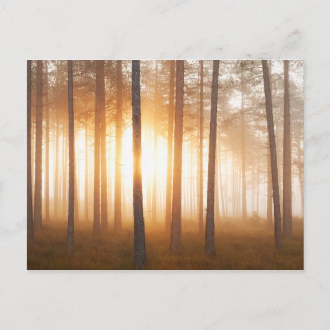 Pine Forest Landscape Postcard (Front)