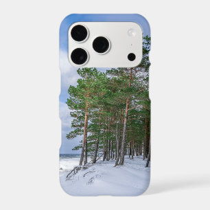 Pine forest near sea coast in Latvia