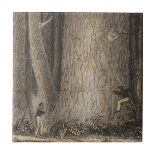 Pine Forest, Oregon Tile