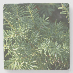 Pine Forest Stone Coaster