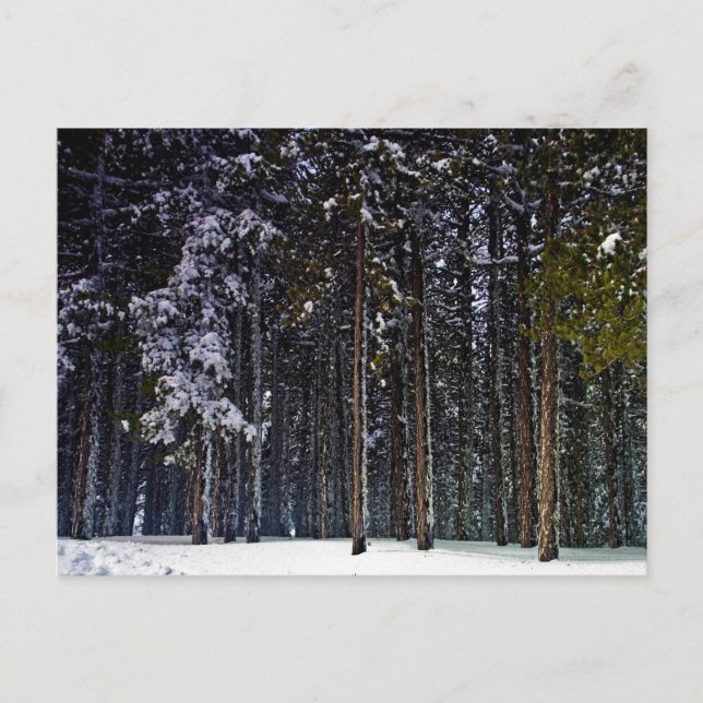 pine Forest with snow winter-Cyprus Postcard (Front)