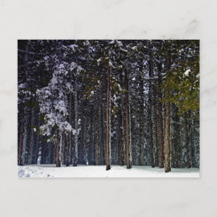 pine Forest with snow winter-Cyprus Postcard