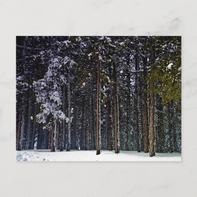 pine Forest with snow winter-Cyprus Postcard (Front)