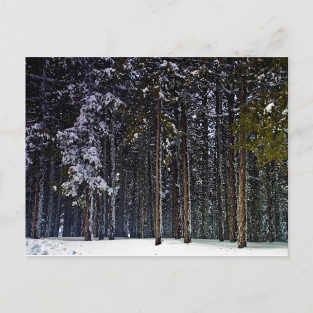 pine Forest with snow winter-Cyprus Postcard (Front)