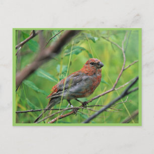 Pine Grosbeak Juvenile Postcard