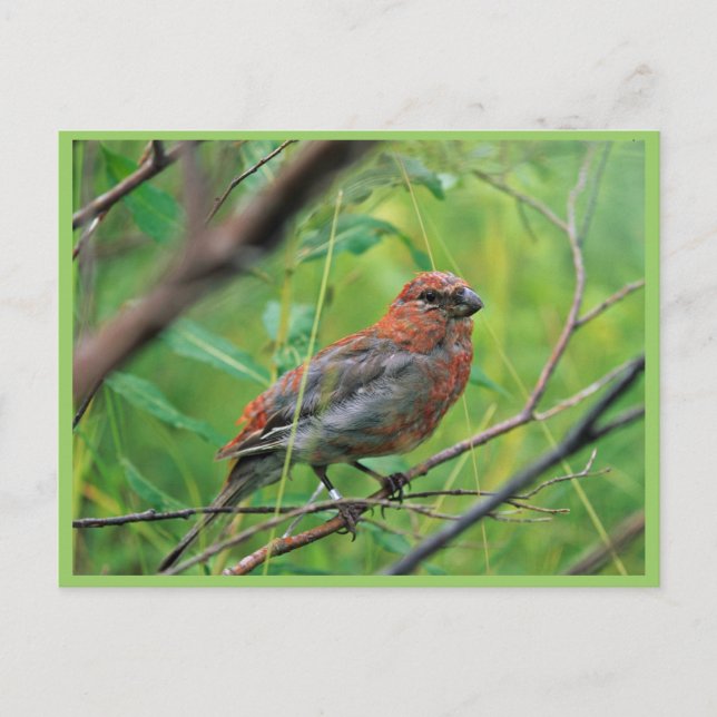 Pine Grosbeak Juvenile Postcard (Front)