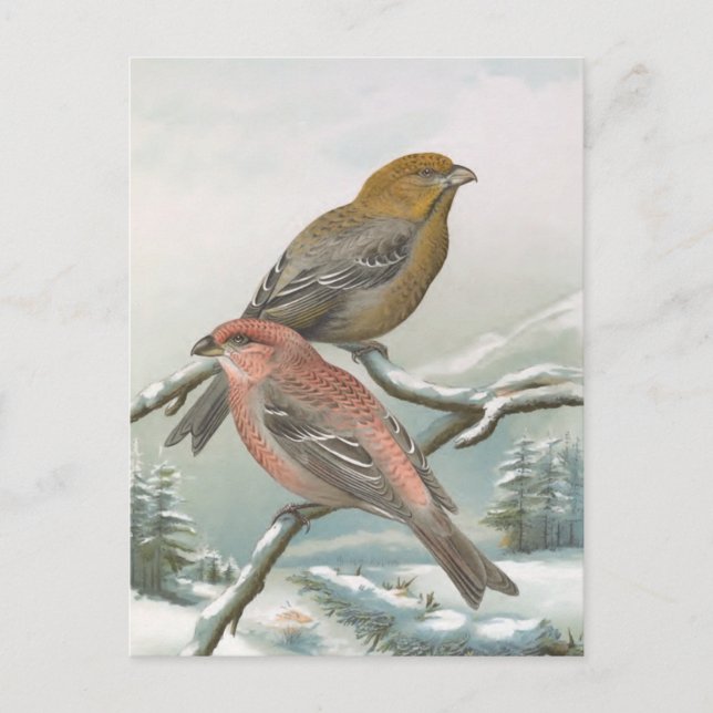 Pine Grosbeak Vintage Bird Illustration Postcard (Front)