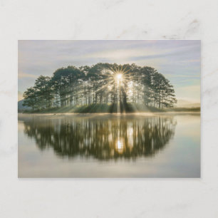 Pine Island Sunray Postcard