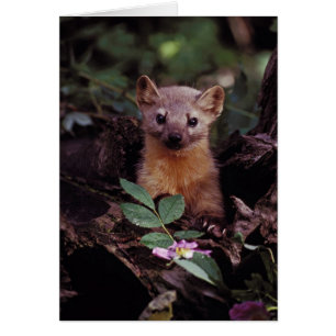 Pine Marten
