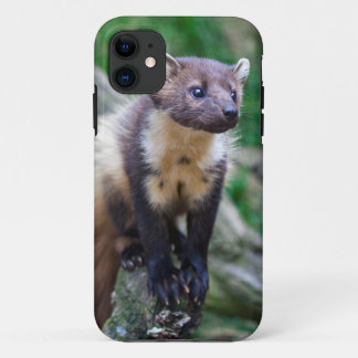 Pine Marten iPhone 5 Case