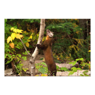 Pine Marten Morning Photo Print