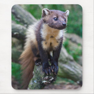 Pine Marten Mousemat