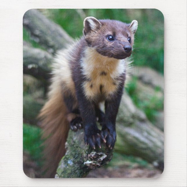 Pine Marten Mousemat (Front)