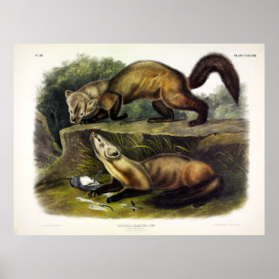 Pine Marten (Mustela Martes) American Marten Poster