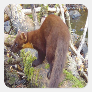 Pine Marten on Log Square Sticker
