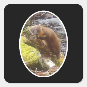 Pine Marten On Log Woodland Animal Nature Art Square Sticker