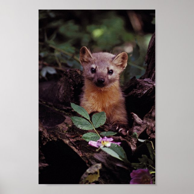 Pine Marten Poster (Front)